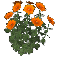 Chrysantheme (orange)