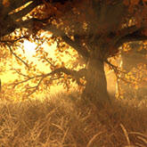 Learning Scene - Woodland