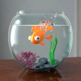 Learning Scene - Fishbowl