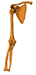 Limb Node