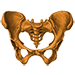 Pelvis Node Icon