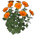 chrysanthemum (orange)