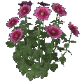 chrysanthemum (pink)