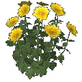 chrysanthemum (yellow)