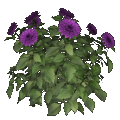 dahlia (violet)