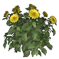 dahlia (yellow)