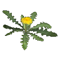 dandelion (blossom)