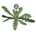 dandelion (blowball)