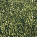 meadow (medium)