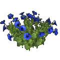petunia (blue)