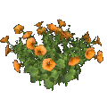 petunia (orange)