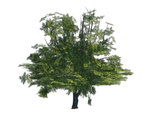árbol
