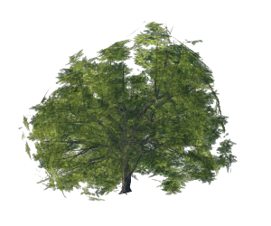 Recubrimiento de árbol