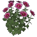 Crisantemo (rosa)