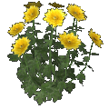 Crisantemo (amarillo)