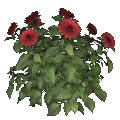 Dalia (rojo)