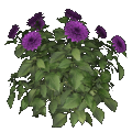 Dalia (violeta)