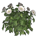 Dalia (blanco)