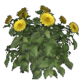 Dalia (amarillo)