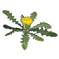 Diente de león (flor)