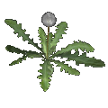 Diente de león (blowball)
