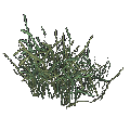 Césped (verde)