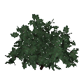 Acebo agracejo