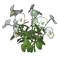Pensamientos (blanco)