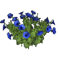 Petunia (azul)