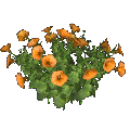 Petunia (naranja)