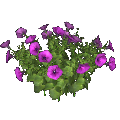 Petunia (rosa)