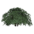 Rododendro