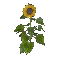Girasol